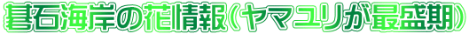 ΊC݂̉ԏi}Őj