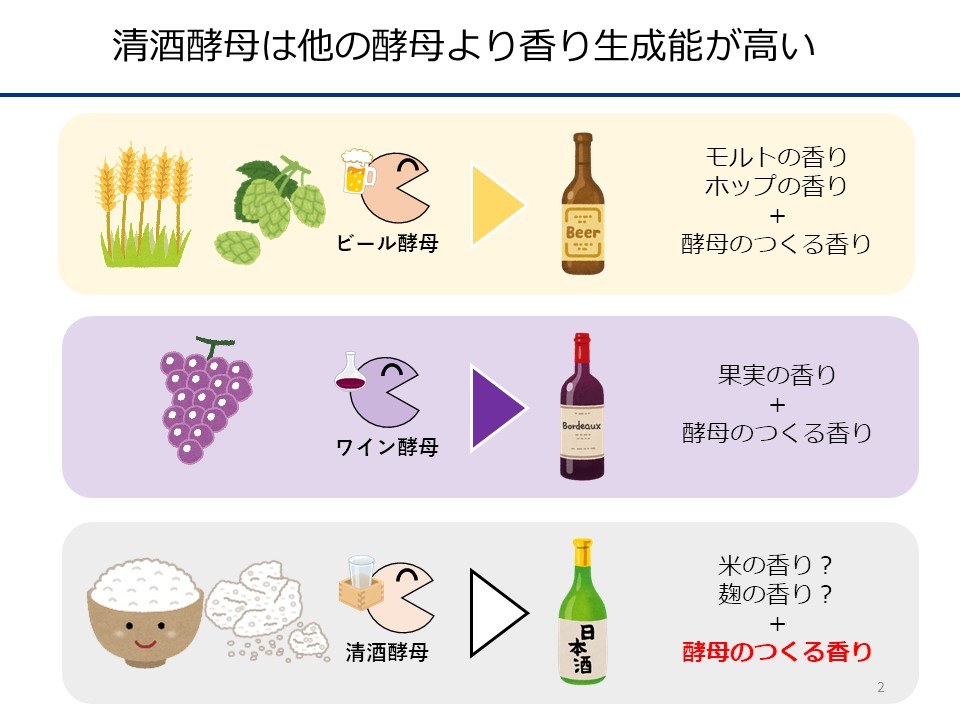 酵母スライド